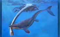 Khủng long Mosasaur - "quái vật biển" dài hơn 5m thống trị đại dương cổ đại