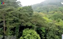 Thừa Thiên-Huế: Tìm được 37 người mất tích khi đi rừng trong bão số 5