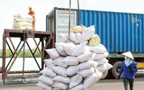 Cảng hoạt động cầm chừng, xuất khẩu gạo khó chồng khó