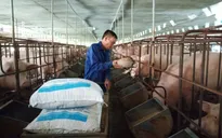 Đề xuất giảm thuế nhập khẩu ngô, lúa mì