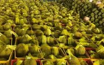 Giá sầu riêng tăng cao kỷ lục