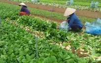 Tháng hành động vì an toàn thực phẩm năm 2022 sẽ tập trung vào kiểm tra nông sản