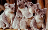 Australia mất đi 1/3 số Koala trong 3 năm qua