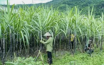 Bộ Công Thương điều tra chống lẩn tránh phòng vệ thương mại sản phẩm đường mía