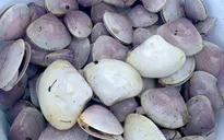 Hàng trăm tấn ngao dạt vào bờ biển sau mưa bão