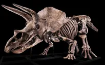 Bộ xương khủng long Triceratops lớn nhất thế giới được bán đấu giá