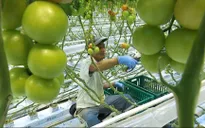 Một thành phố ở Phần Lan có 1/10 dân số là người Việt