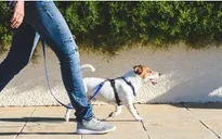 Bao nhiêu bước đi bộ mỗi ngày có lợi nhất cho sức khỏe?