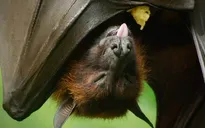 1 ca tử vong vì virus Nipah, Ấn Độ đẩy nhanh truy vết tiếp xúc