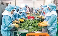 Ngành nông nghiệp kiến nghị Chính phủ hỗ trợ khôi phục sản xuất