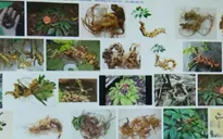 Giả thương hiệu sâm Ngọc Linh để đánh lừa người tiêu dùng