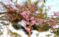 Mai anh đào bung nở rực rỡ