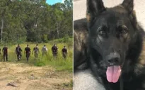Australia: Máy bay trực thăng, máy bay không người lái và 100 người tìm kiếm cảnh khuyển mất tích