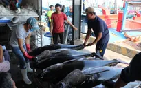 Giá cá ngừ đại dương tăng cao