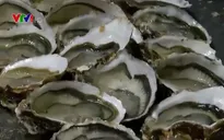 Độc đáo phương pháp ngăn nạn trộm hàu biển