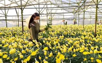 Hoa cúc Đà Lạt tăng giá, người trồng trúng đậm