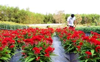 Bà Rịa - Vũng Tàu: Hoa tết được giá, nông dân phấn khởi