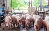Giá lợn hơi xuống thấp, người chăn nuôi "khóc dở, mếu dở"