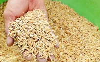 Xuất cấp hạt giống hỗ trợ các địa phương khắc phục thiên tai