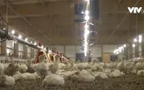 Hiểm họa dịch bệnh từ hoạt động chăn nuôi quy mô lớn