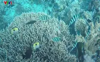 Australia chi 700 triệu USD bảo vệ rạn san hô Great Barrier