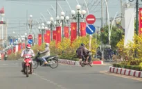 Bà Rịa - Vũng Tàu: Độc đáo "đường hoa mai" Châu Đức