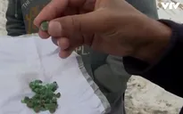 Cơn sốt đào ngọc lục bảo ở Afghanistan