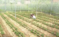 Đột phá trong công tác giảm nghèo ở Bắc Kạn