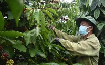 Xuất khẩu nông sản vùng Tây Nguyên khởi sắc