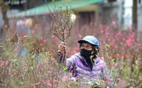 Cứ có đào, có quất, có mai... là Tết về
