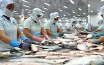 Cá tra Việt Nam đã chinh phục hơn 140 thị trường