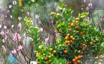 Hương vị Tết và nỗi nhớ nhà của những người Việt xa xứ