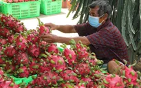 Đẩy mạnh xuất khẩu rau quả chính ngạch sang Trung Quốc