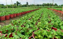 Nhà vườn thấp thỏm lo âu trước vụ hoa Tết 2022