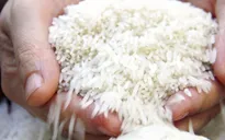 Giá gạo Ấn Độ cao nhất trong 1,5 năm qua