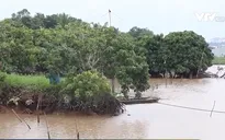 Nhiều diện tích sản xuất nông nghiệp bị thiệt hại do triều cường