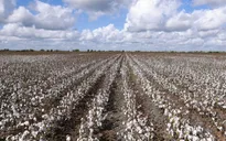 Hạn hán đe dọa vụ mùa bông tồi tệ nhất ở bang Texas trong 30 năm qua