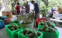 Lô bưởi đầu tiên sắp xuất khẩu sang Mỹ