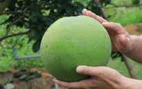 Trái bưởi tươi Việt Nam chính thức được xuất khẩu sang Hoa Kỳ