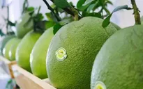 Trái bưởi Việt Nam xuất sang Mỹ cần đáp ứng điều kiện gì?