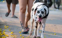 Khó xử lý chó thả rông ở Hà Nội