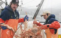 Hàng tỷ con cua tuyết vùng Alaska đột ngột biến mất