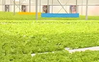 Doanh nghiệp nông nghiệp nỗ lực giảm phát thải khí nhà kính