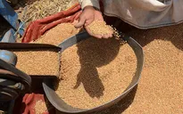 Mỹ kêu gọi G20 loại bỏ thuế quan với sản phẩm nông nghiệp