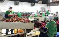 Xuất khẩu nông sản có nhiều gam màu sáng