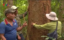 Giữ rừng để giữ cuộc sống