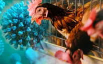 Bộ Y tế khuyến cáo 4 biện pháp phòng chống nhiễm cúm gia cầm sang người