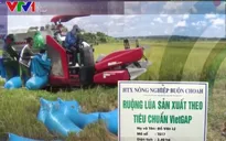 Thoát nghèo nhờ lúa đặc sản trồng dưới chân núi lửa