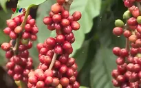 Khởi động quảng bá Lễ hội cà phê Buôn Ma Thuột