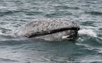 Số lượng cá voi xám dọc theo bờ biển Tây Bắc nước Mỹ giảm gần 40% kể từ năm 2016